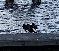 Phalacrocorax carbo