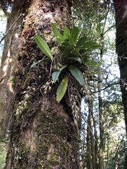 Bulbophyllum insulsoides