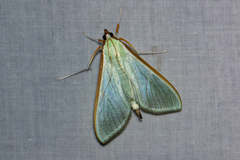 Palpita