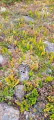 Lycopodium lagopus