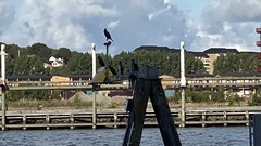 Phalacrocorax carbo