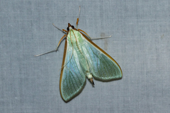 Palpita