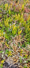 Lycopodium lagopus