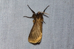 Hepialidae