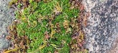 Diapensia lapponica