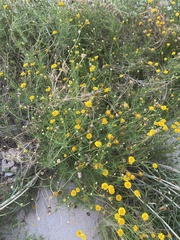 Thymophylla pentachaeta