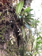 Bulbophyllum insulsoides