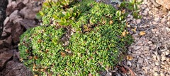 Diapensia lapponica
