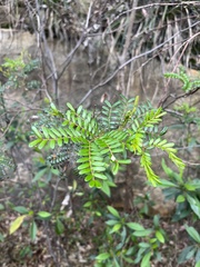 Acacia terminalis