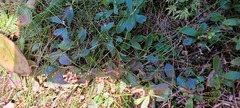 Vaccinium cespitosum