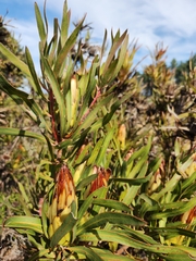Protea burchellii