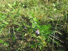 Vicia nervata