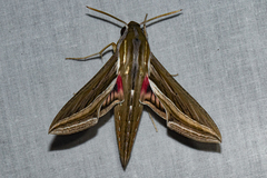 Hippotion celerio