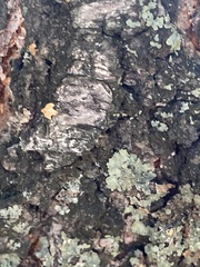 Flavopunctelia soredica