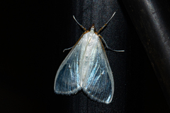 Palpita