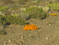 Gazania
