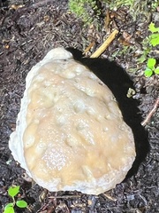 Fomitopsidaceae