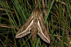 Hippotion celerio