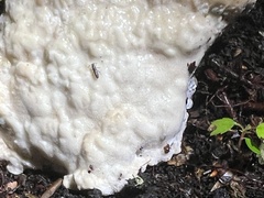 Fomitopsidaceae