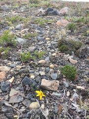 Packera hyperborealis