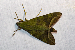 Nephele comma