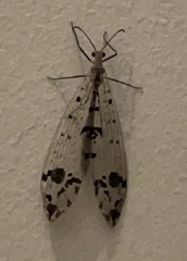 Dendroleon obsoletus