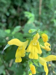 Salvia nipponica