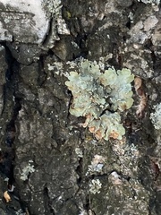 Flavopunctelia soredica