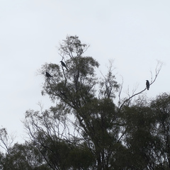 Strepera versicolor arguta