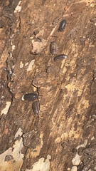 Armadillidium nasatum