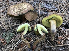 Boletus brunneotomentosus