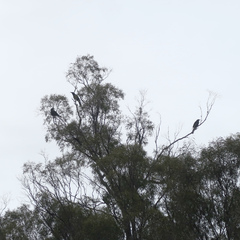 Strepera versicolor arguta