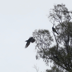 Strepera versicolor arguta