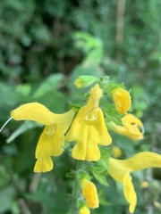 Salvia nipponica