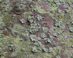 Physcia millegrana