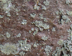 Physcia millegrana