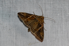 Chrysodeixis