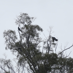 Strepera versicolor arguta
