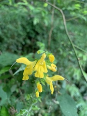 Salvia nipponica