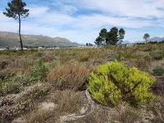 Leucadendron salignum