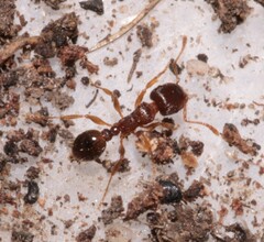Tetramorium caespitum