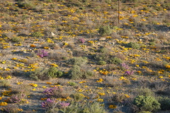 Gazania lichtensteinii