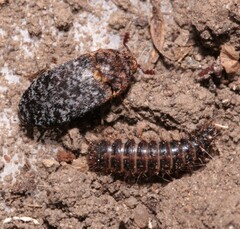 Dermestes undulatus