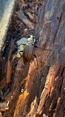 Carabus granulatus