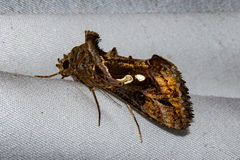 Chrysodeixis