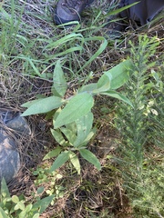 Cistus symphytifolius