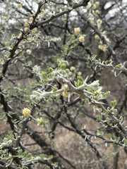 Vachellia hebeclada hebeclada