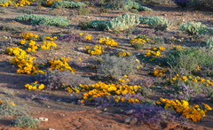 Gazania lichtensteinii