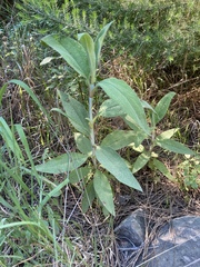 Cistus symphytifolius
