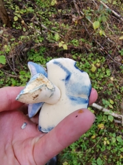 Gyroporus cyanescens